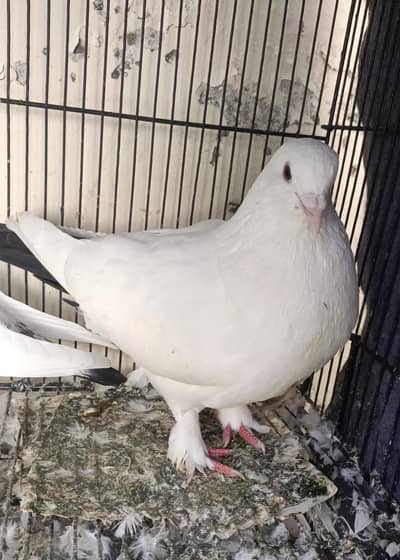 kaboor for sale