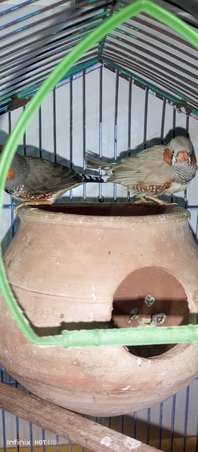 3 peice of zebra finch for sale 1 female and 2 male for sale