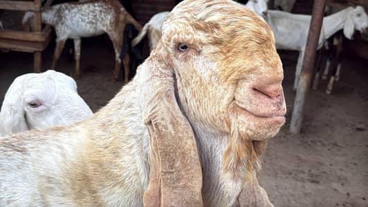 6dant makhi chena breeder