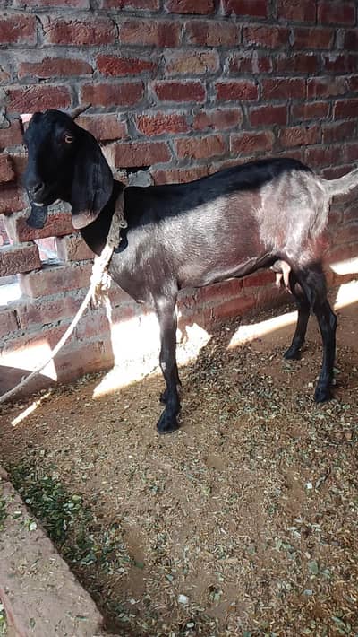 bakri for sal