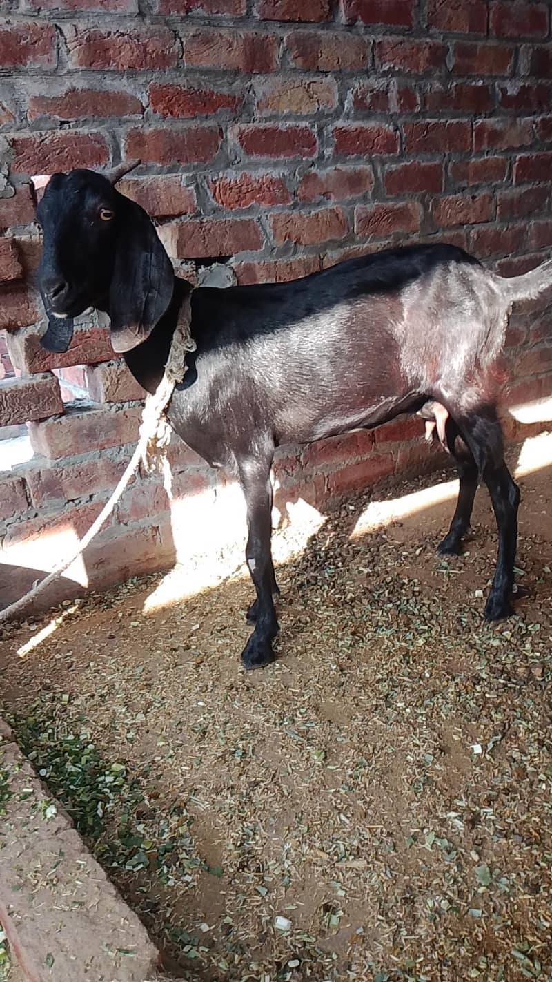 bakri for sal 0