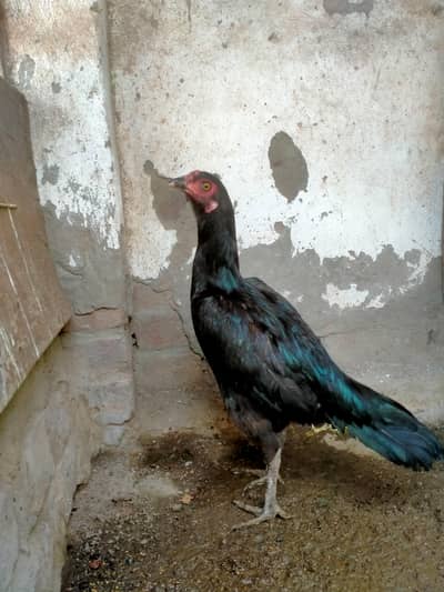 Aseel Thi female