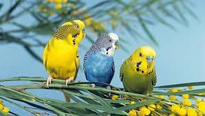 required 2 simple Bajri male or cage for sale