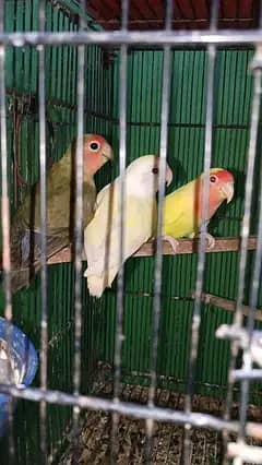 Cocktail parrot pair