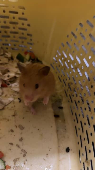 Female hamster