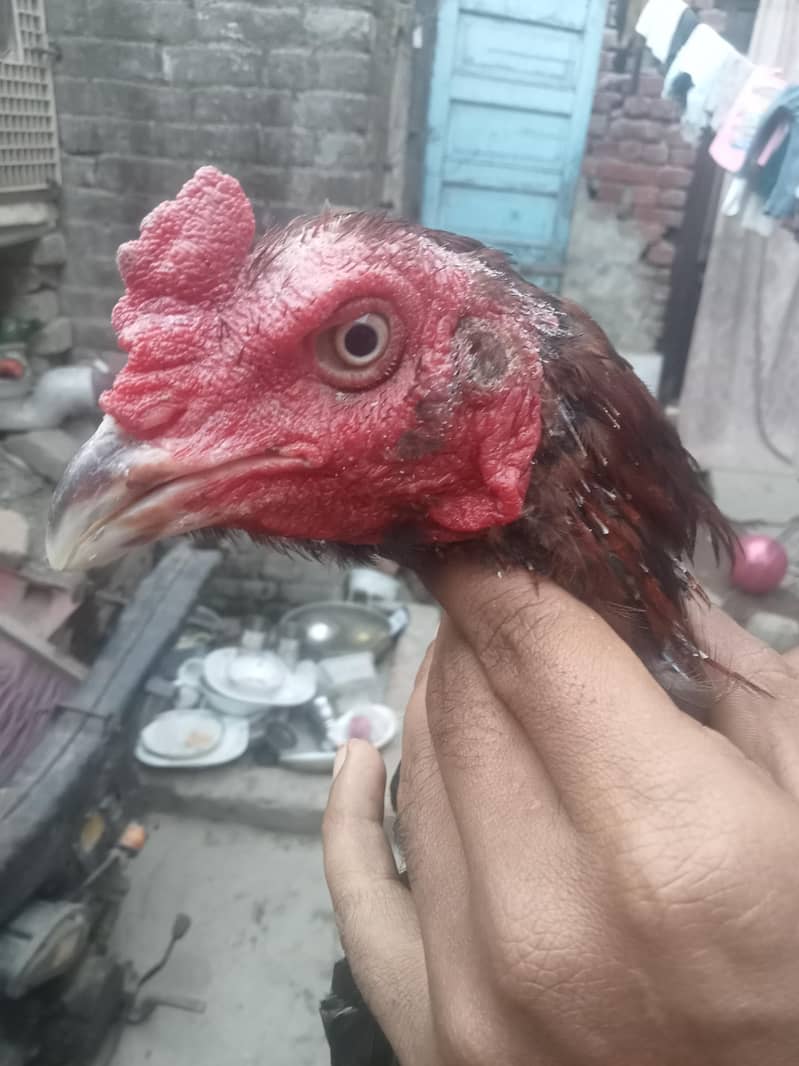 drumer pakoy 1