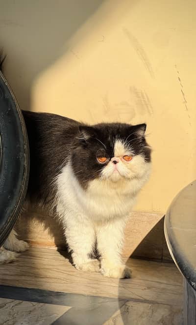PEKE FACE CFA BLOODLINE PAIR.