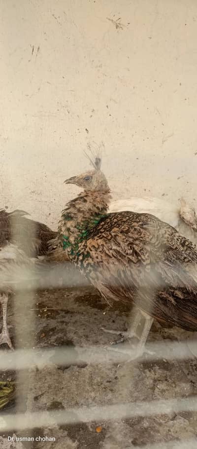 peacock for sale