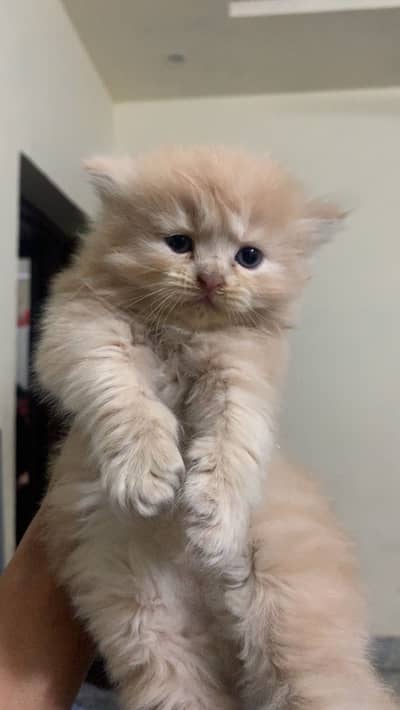 Persian kitten for sale