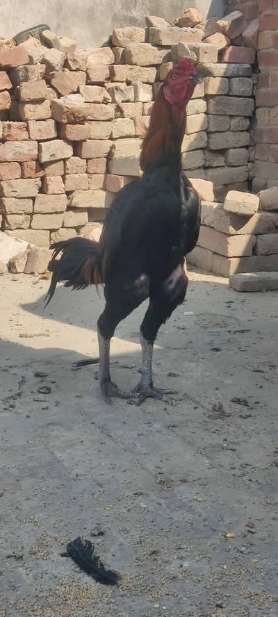 burmi/croos patha
