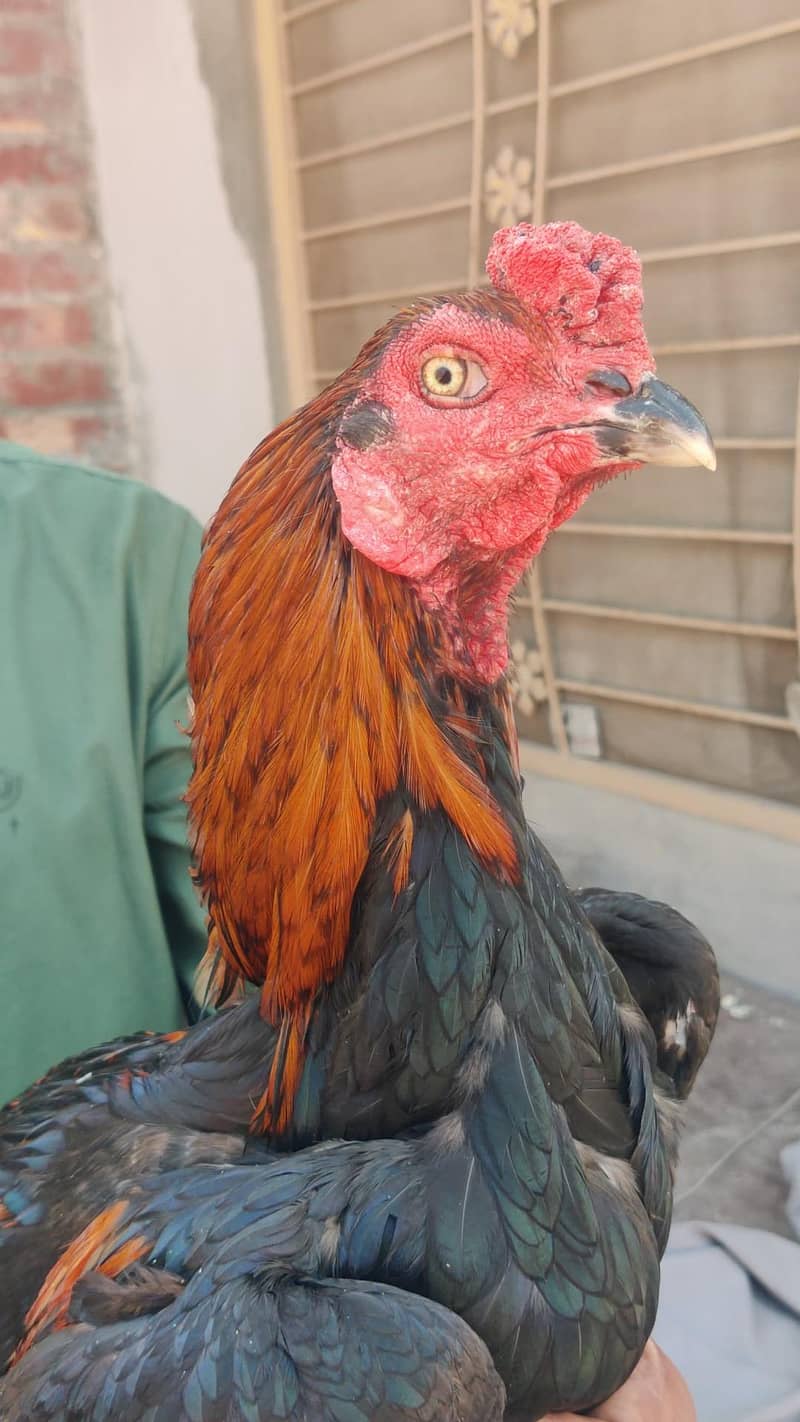 burmi/croos patha 2