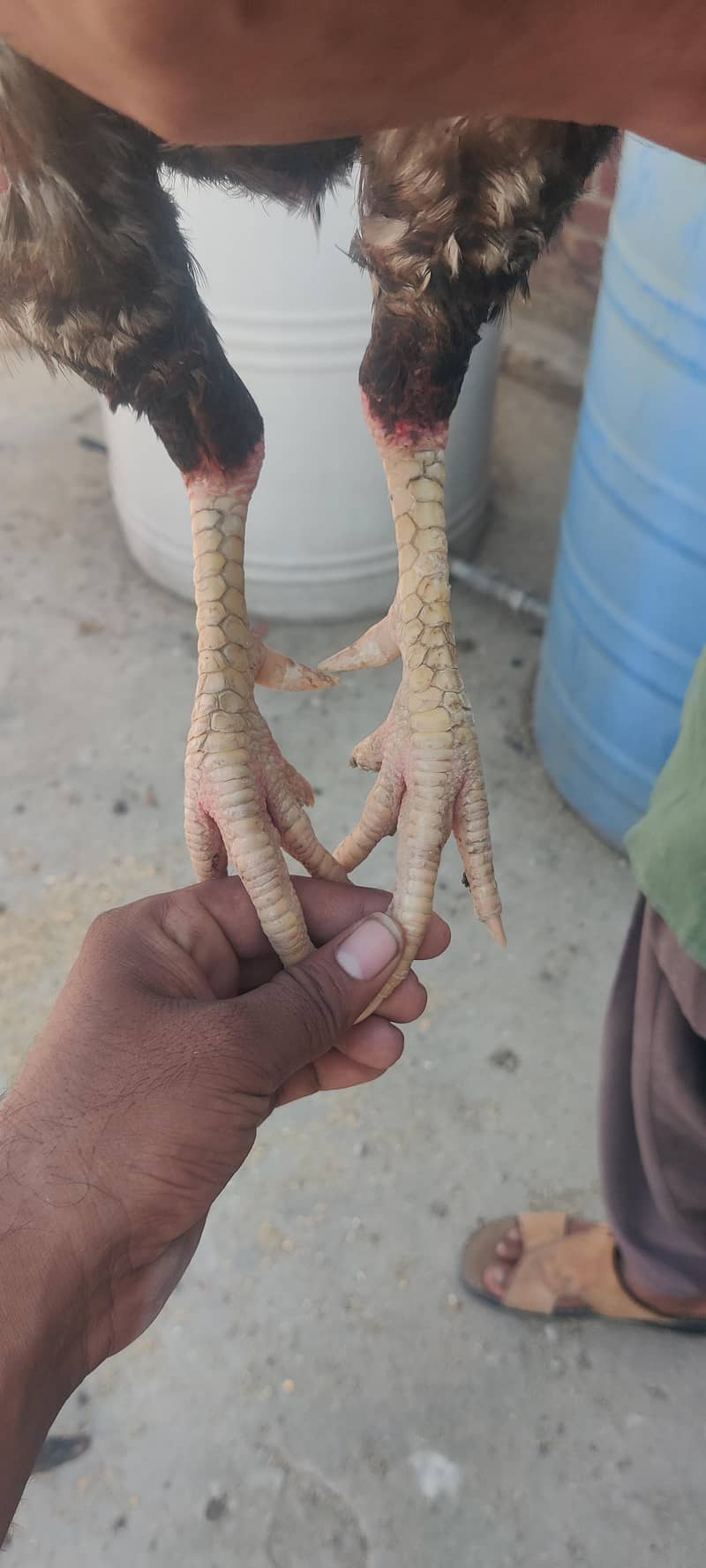burmi/croos patha 5