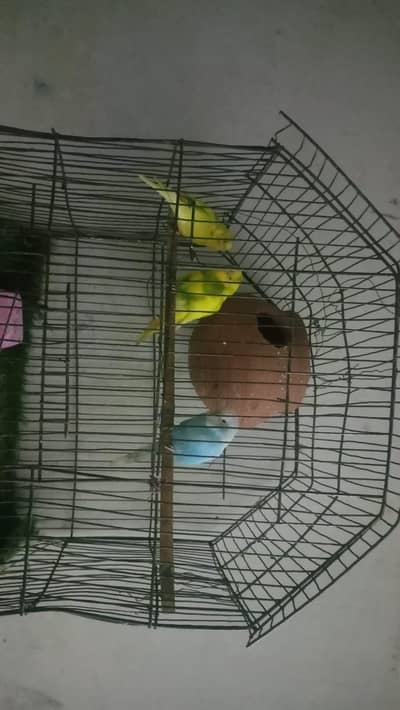multi colour parrot one piece 600 rupees three piece 1700