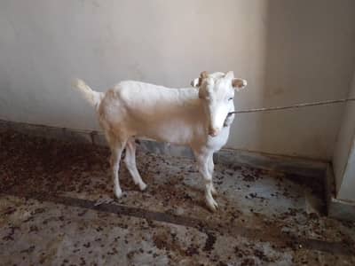Tedi bkri