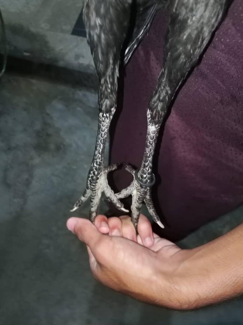 1 pure burmi patha. and 1 pure burmi+vait patha available 4