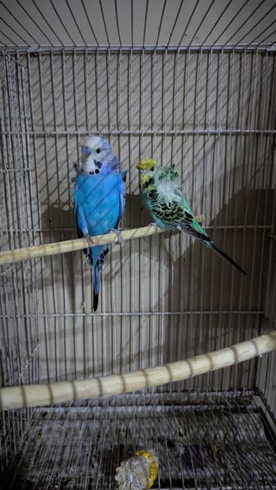 Hogoromo bonded pair available