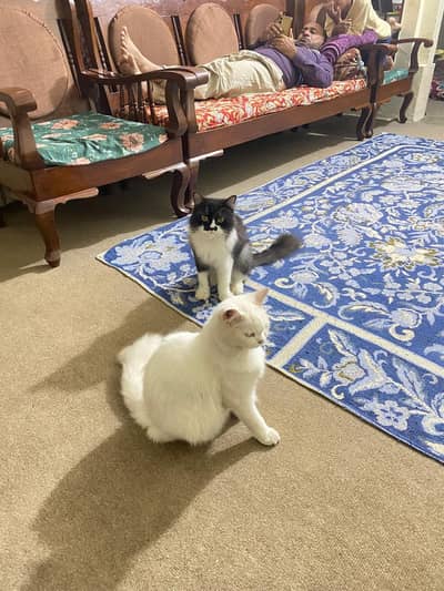 urgent for sale
