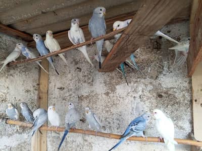 lovebirds & bhjes avaliable