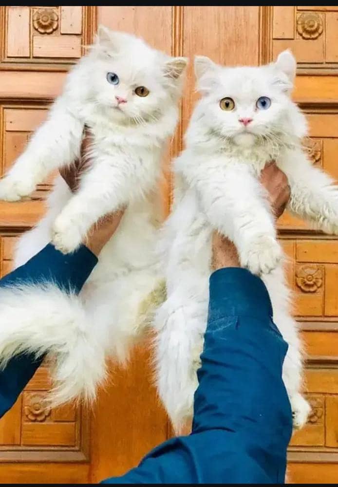 bhot kamal 0
