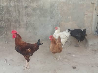 desi murgia undo vli