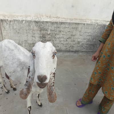 1 Bakri 2 Bakray 03397474238
