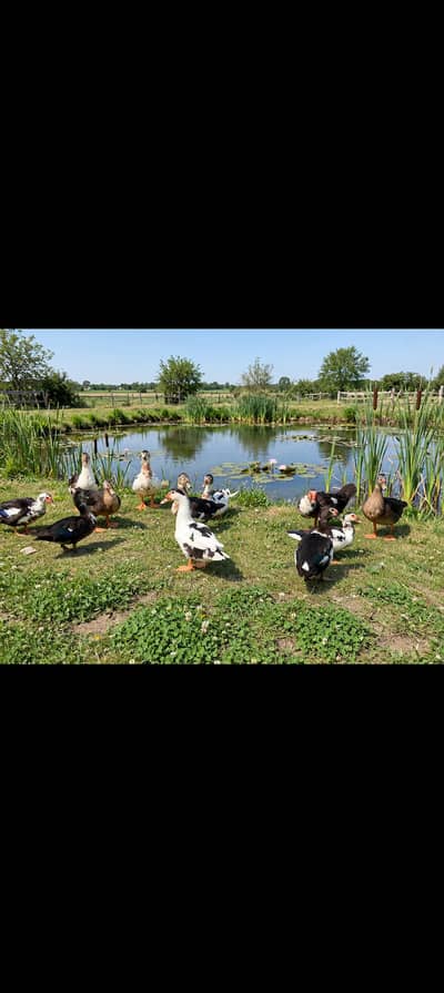 muscovey ducks