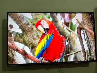 samsung smart led 55 inch with box