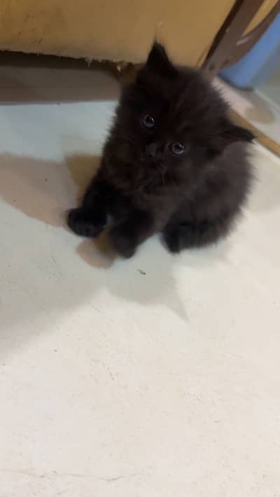 White , black. Pure grey eyes. Cats available