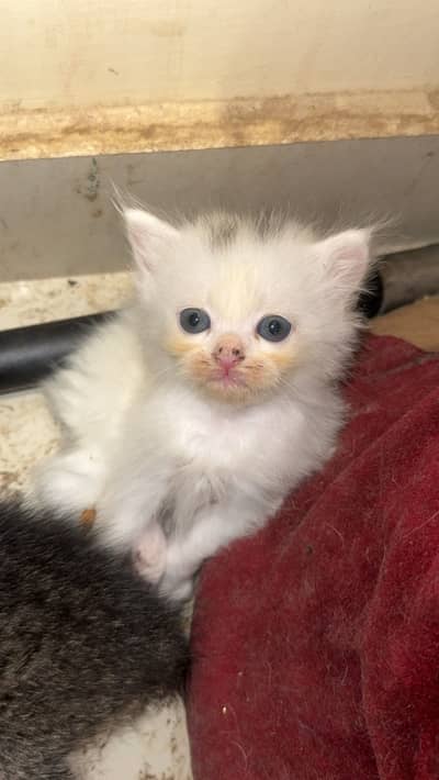 Multi clr just now  Cats available just Multan