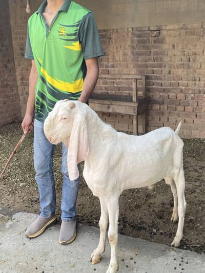 Breader Goats