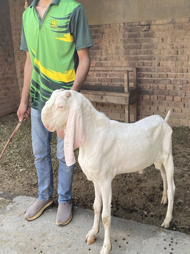 Breader Goats 1