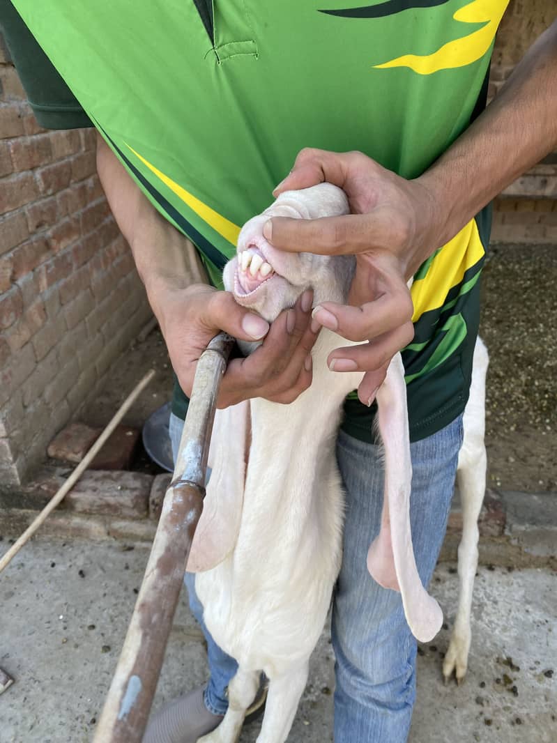 Breader Goats 2