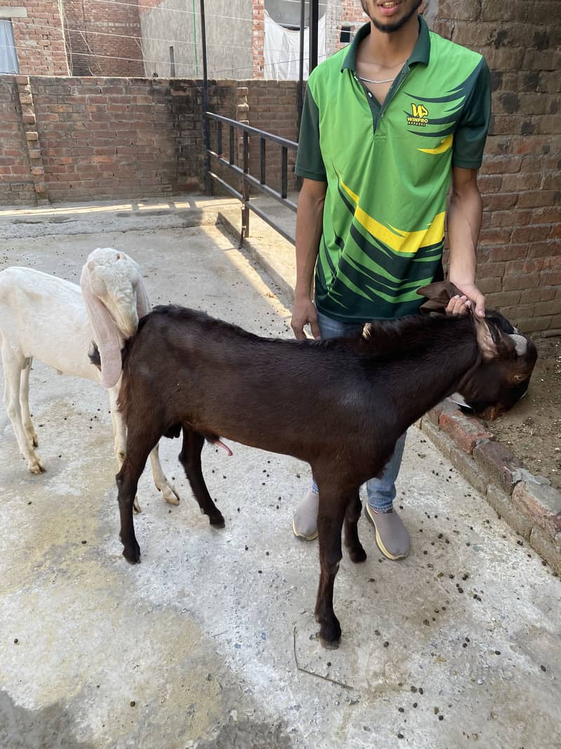 Breader Goats 4