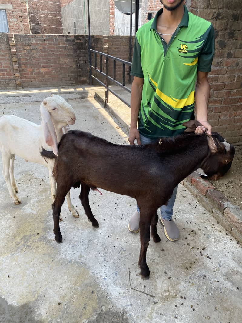 Breader Goats 5