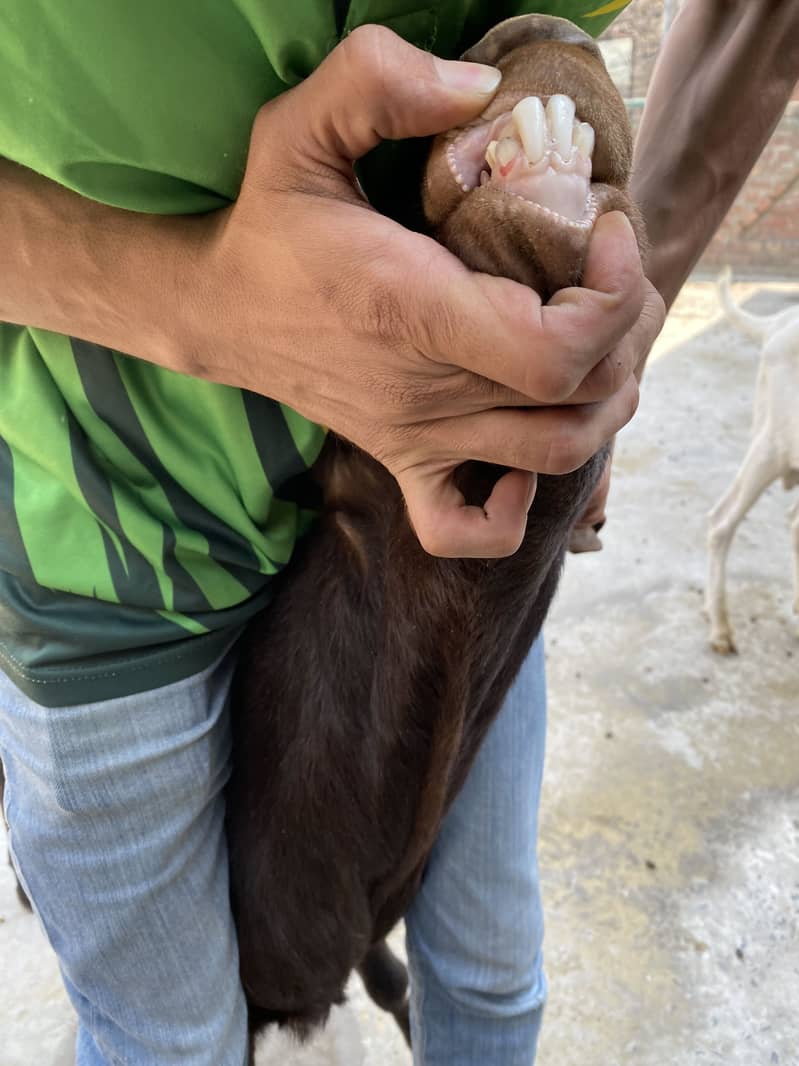 Breader Goats 6