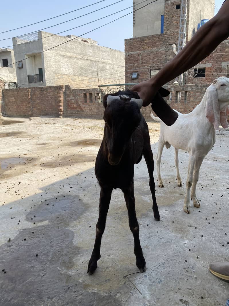 Breader Goats 7