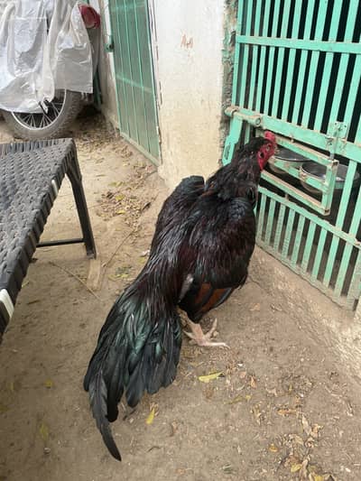 Miyawali aseel
