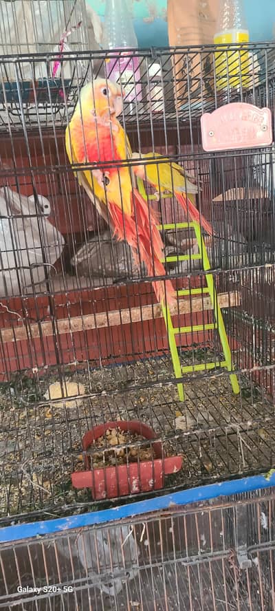 sun cheek conure