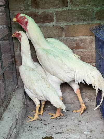 Breeder pair pure shamo