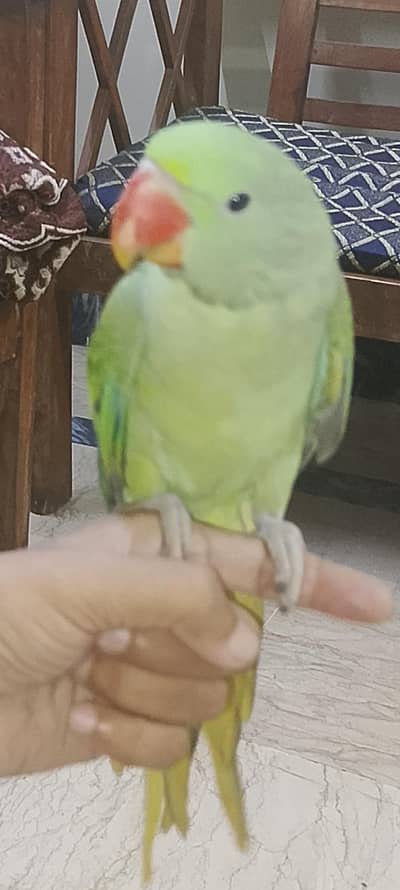 phari parrot