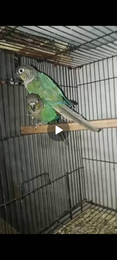 chicks for handtame