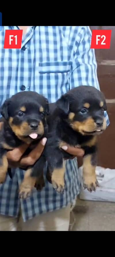 Rottweiler puppies