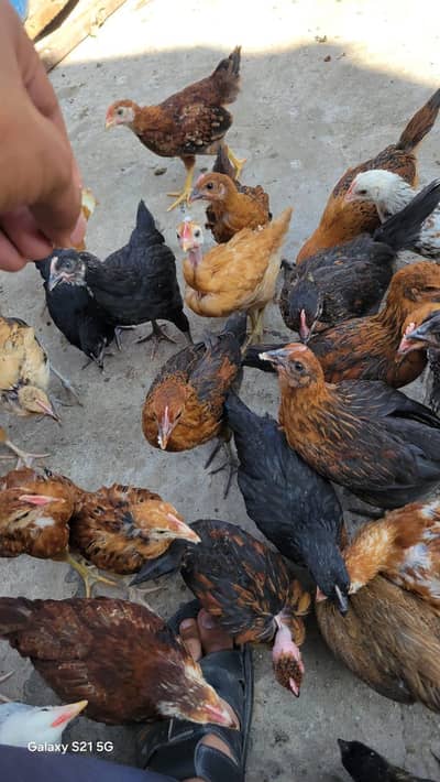 golden misri chicks Desi hens