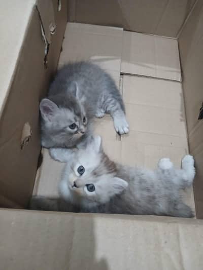 Urgent sale need money