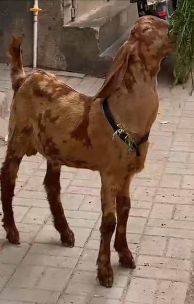 CAMANDO PRINT KHERA BAKRA HN AGE 7 MONTHS