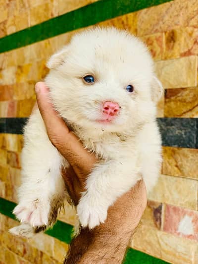 Pure Breed Russian Zero Size Puppies with Pink Nose