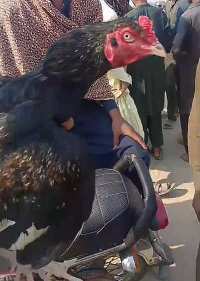 Sawa mushka patha