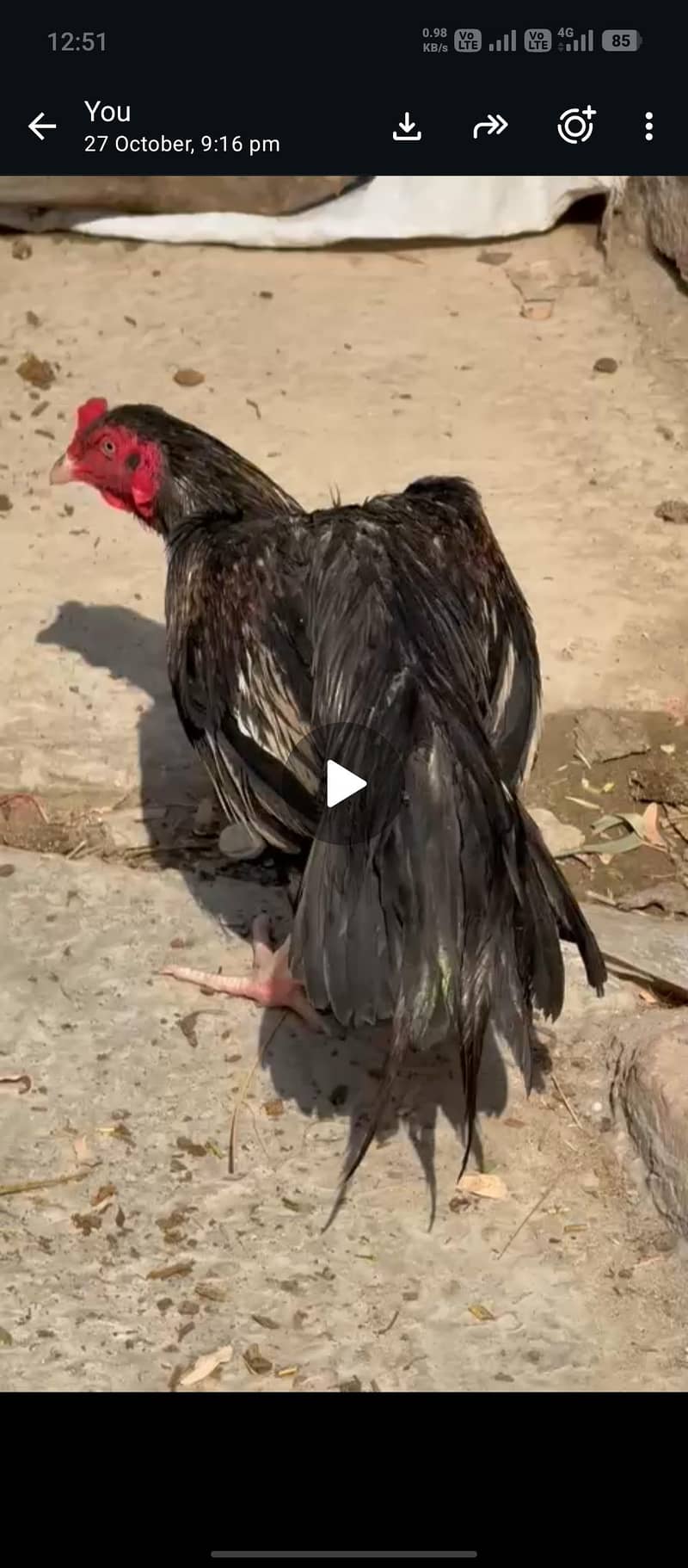 Sawa mushka patha 1