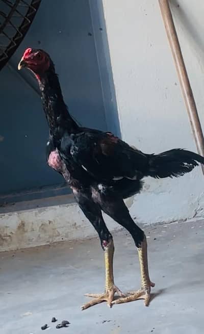 Shamo patha