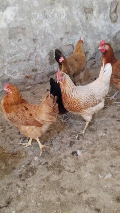 Golden misri | golden misri anday wale | golden misri hens | murghi